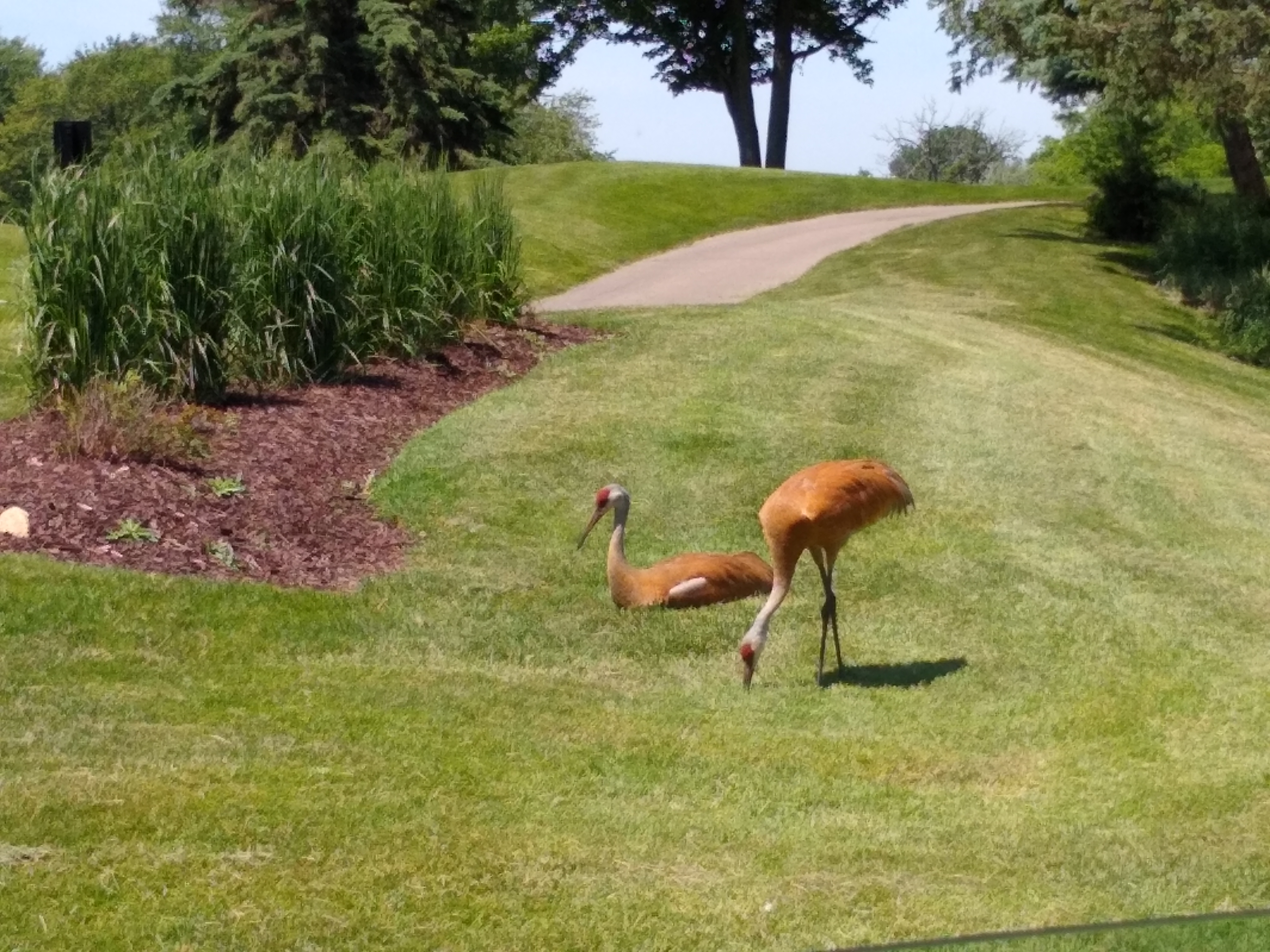Two sandhill cranes on a golf course, one laying down and standing up.